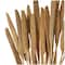 Dried Plant Bunny Tail Natural Foliage with Long Stems